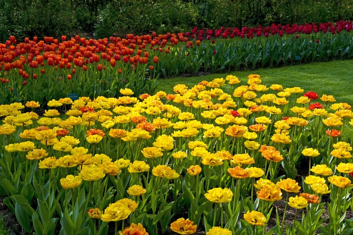 Keukenhof Gardens with rows of colorful tulips