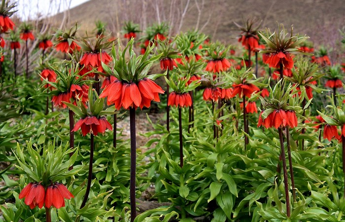 Field of Red Imperial Fritillary Flowers