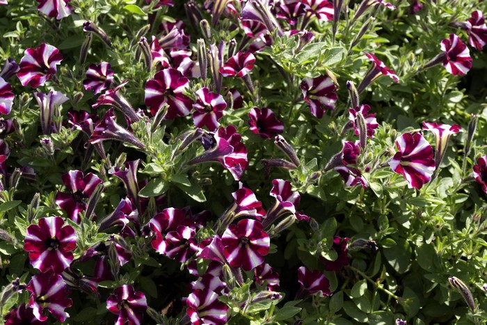 Striped Petunia Flowers in Bloom