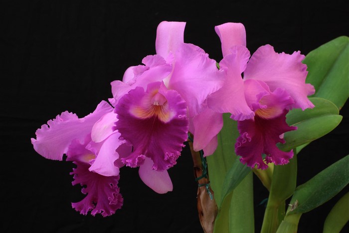 Pink orchids with ruffled petals on a black background