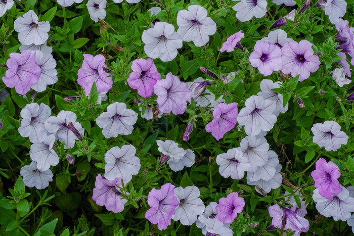 Close-up of pink and white petunias