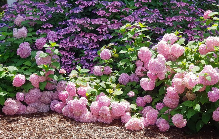 Pink and purple hydrangeas in a garden