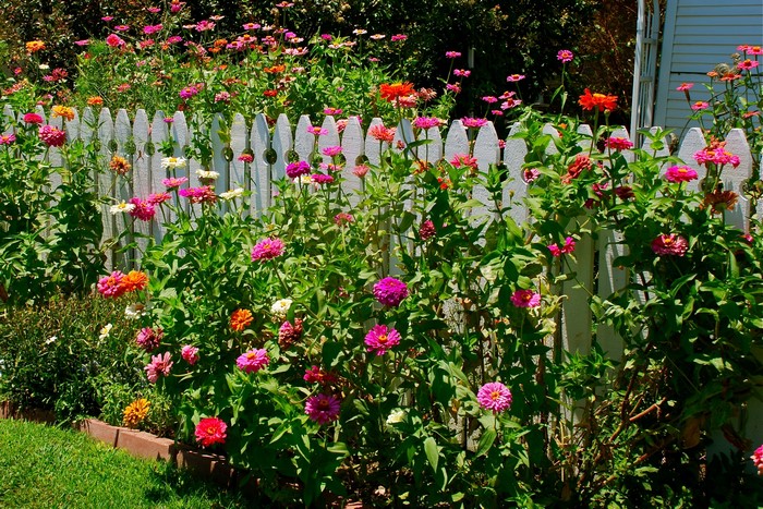 Zinnias in bloom along a white picket fence