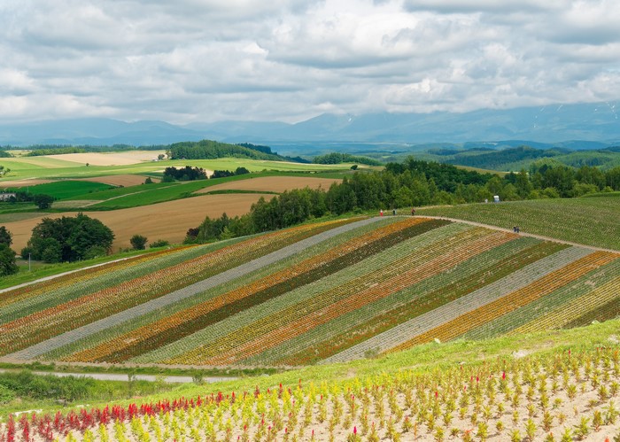 Colorful flower fields in Hokkaido, Japan