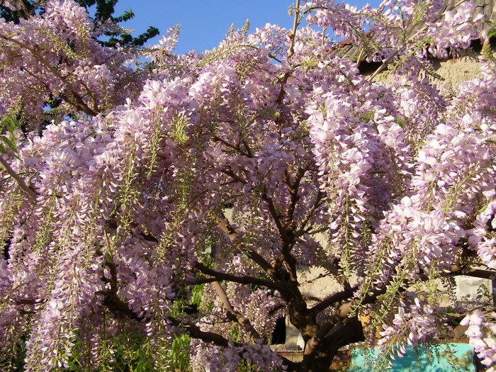 Wisteria tree with cascading purple flowers