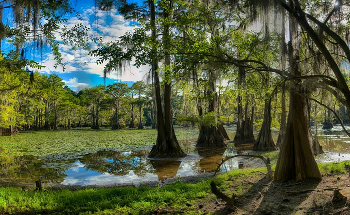 Caddo Lake in Texas with Cypress Trees and Lily Pads
