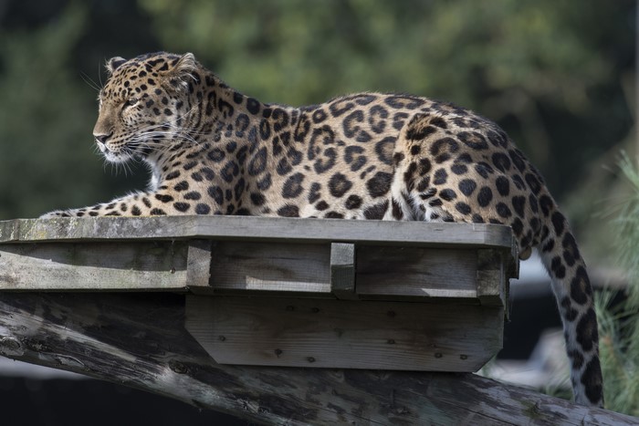 Leopard resting on a wooden platform