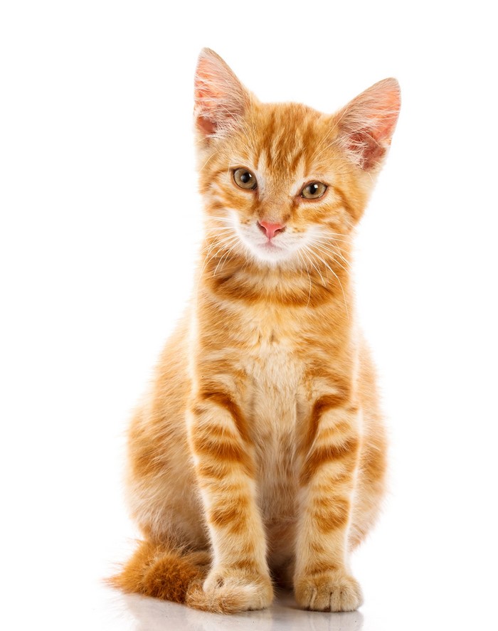 Ginger kitten sitting on a white background