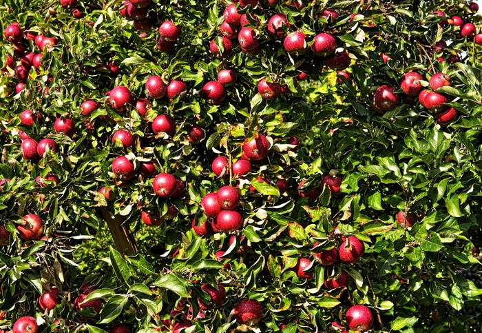 Red Apples on Branches with Green Foliage