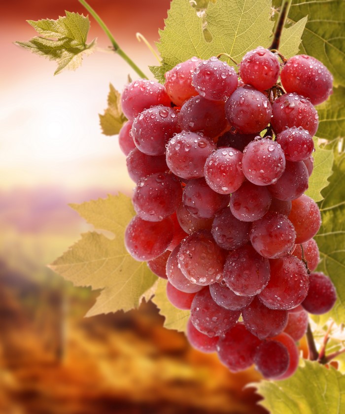 Red grapes with water drops on a vine