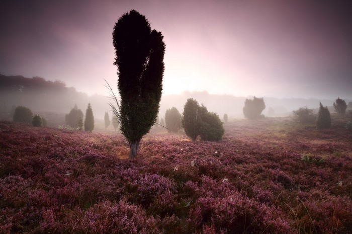 Heather field with trees in fog at sunrise