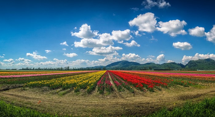 Rows of colorful tulips in a field under a blue sky with clouds