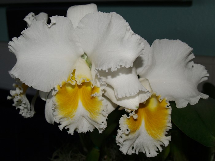 White Cattleya Orchid with Yellow Center