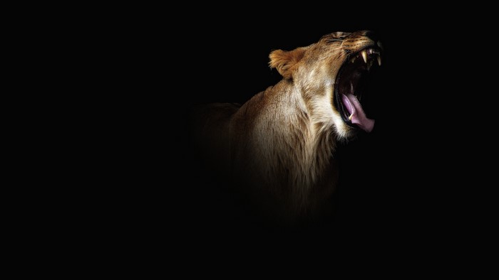 Lioness yawning with mouth wide open