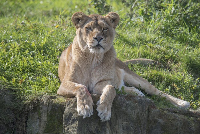 Lioness resting on a rock