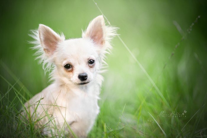 White Chihuahua dog in green grass
