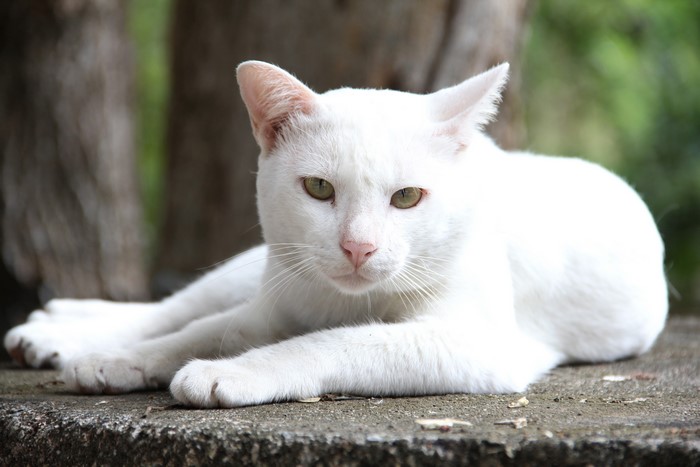 White Cat Lying Down