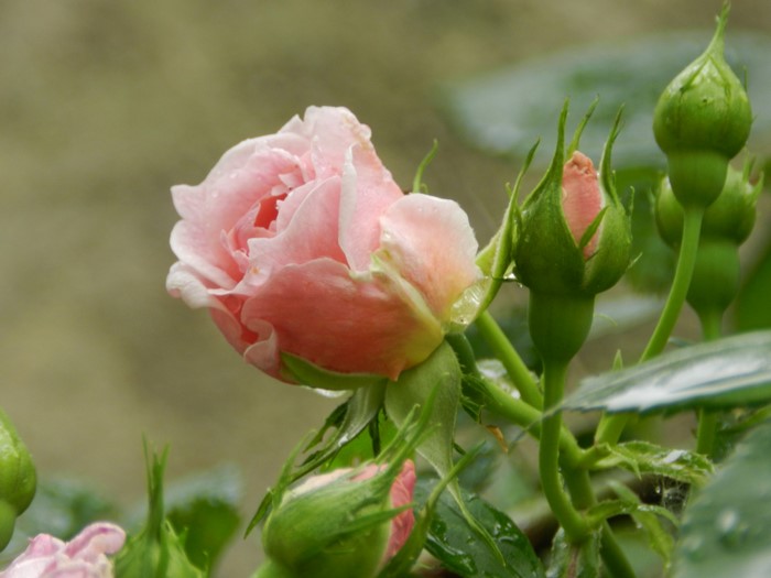 Pink rose and buds with water droplets