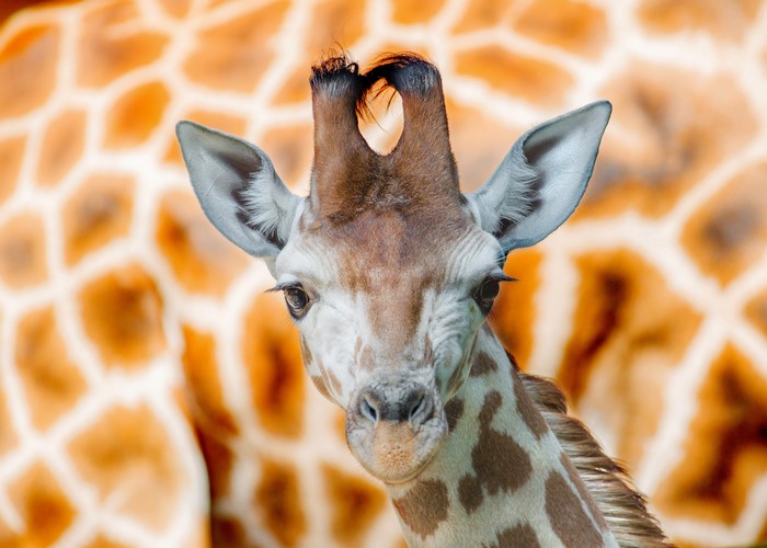 Close-up of a young giraffe's head