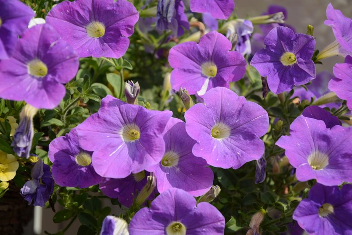 Purple Petunias in Close-up