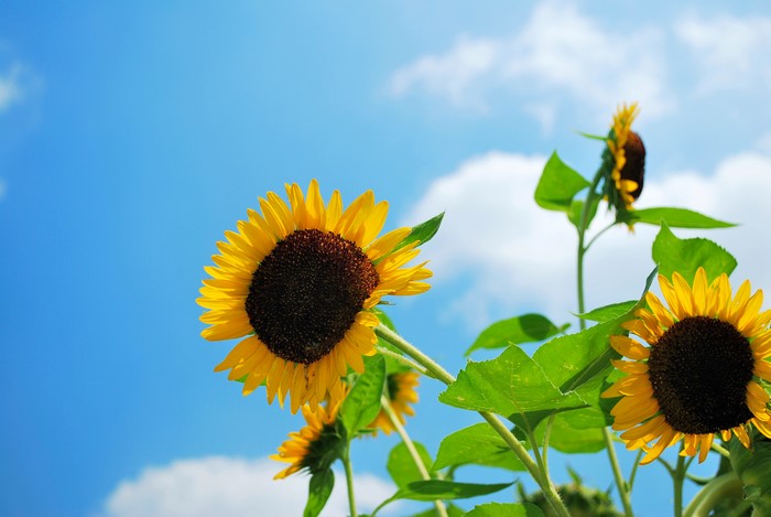 Sunflowers against a blue sky