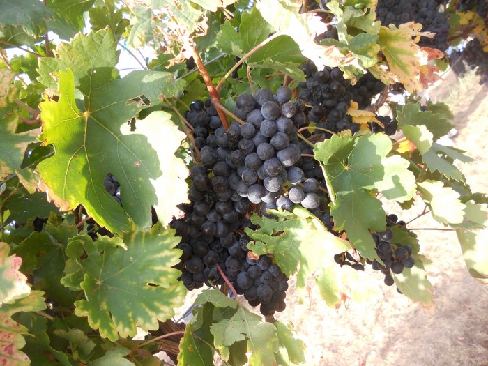 Bunches of dark grapes on a vine with green leaves