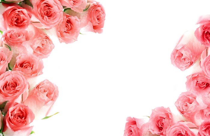 Pink Roses on White Background
