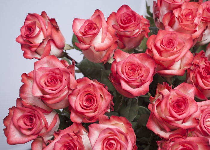 4K Roses Closeup Pink Color