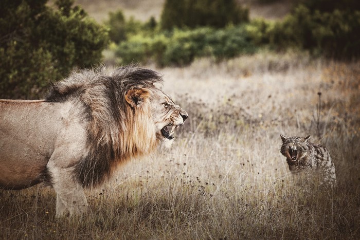 Lion and wildcat roaring in a field