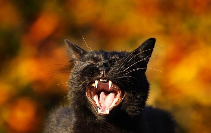 Black cat roaring with fangs visible