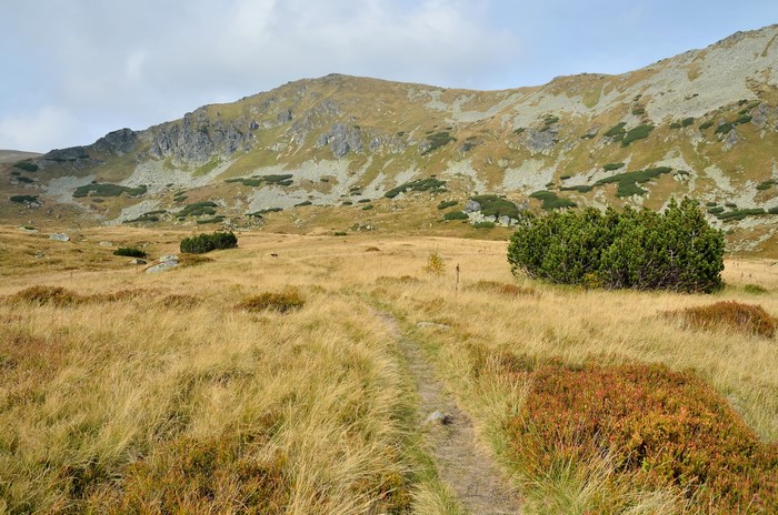 Mountain trail through grassy meadow with shrubs in Slovakia