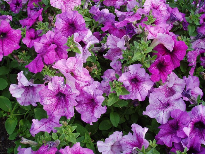 Purple and pink petunias in bloom