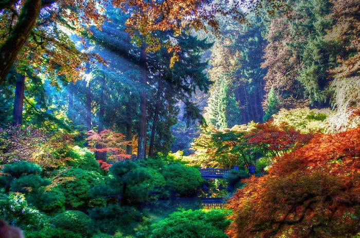 Autumn forest with sunbeams and a bridge