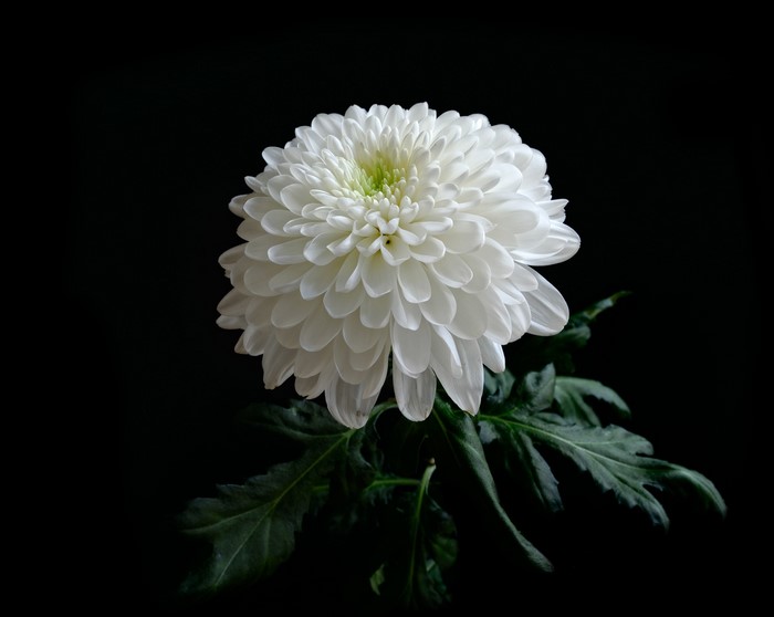 White Chrysanthemum flower with green center and leaves