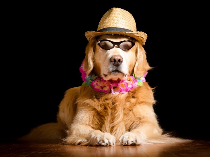 Golden Retriever dog wearing hat and glasses