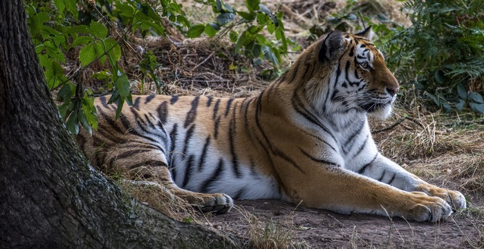 Tiger lying down in a forest