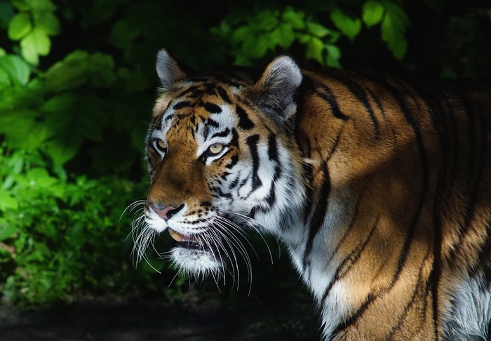 Tiger with green foliage in the background