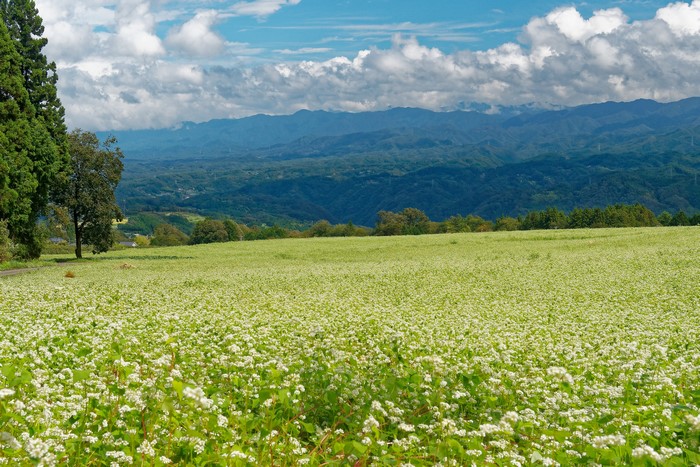 Buckwheat field in Nagano, Japan with mountains