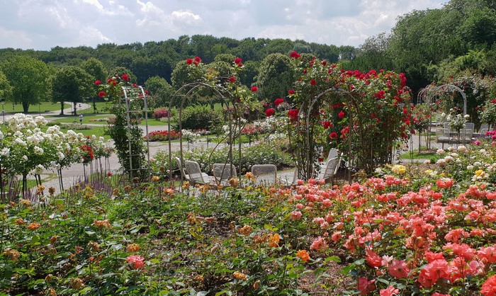 Rose garden with arches in Westpark, Munich, Germany