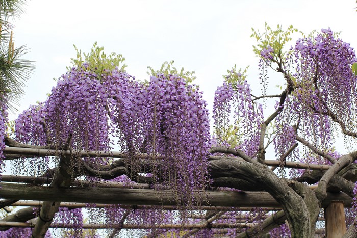 Purple Wisteria flowers hanging from branches