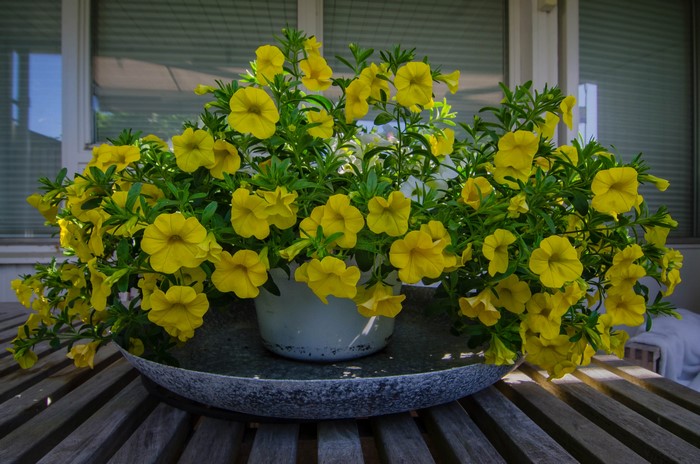 Yellow petunias in a pot on a table
