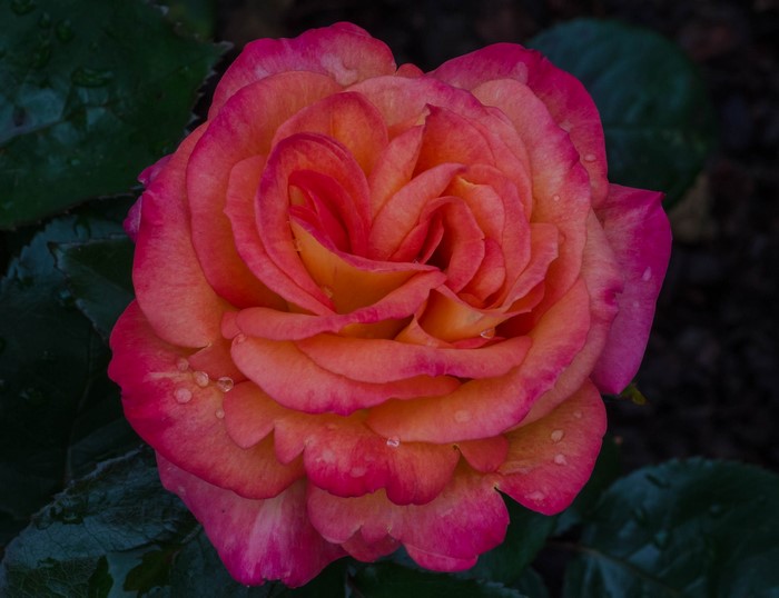 Close-up of a pink and orange rose with water droplets