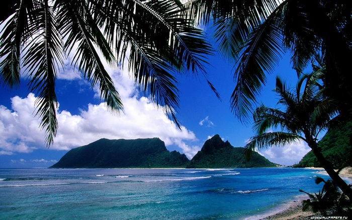 Tropical island with palm trees and ocean