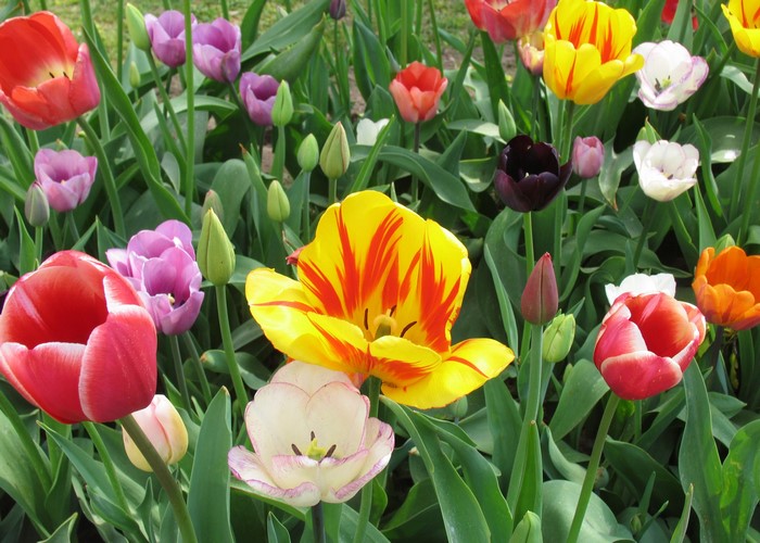 A field of colorful tulips in bloom