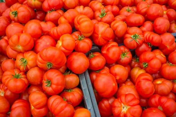 Many Red Tomatoes