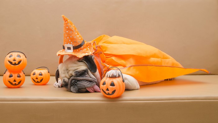 Pug in a Halloween costume with pumpkins