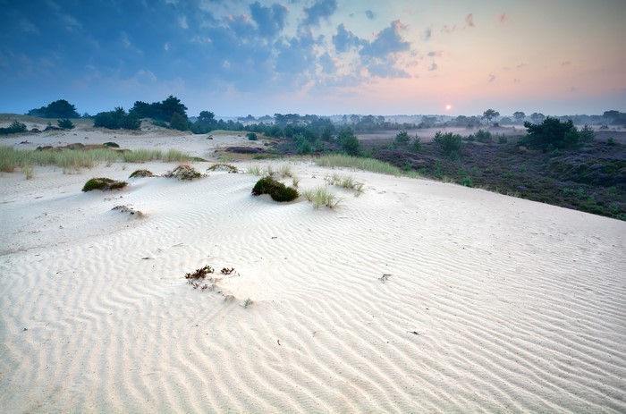 Sand dunes and heather at sunrise in Drents-Friese Wold National Park