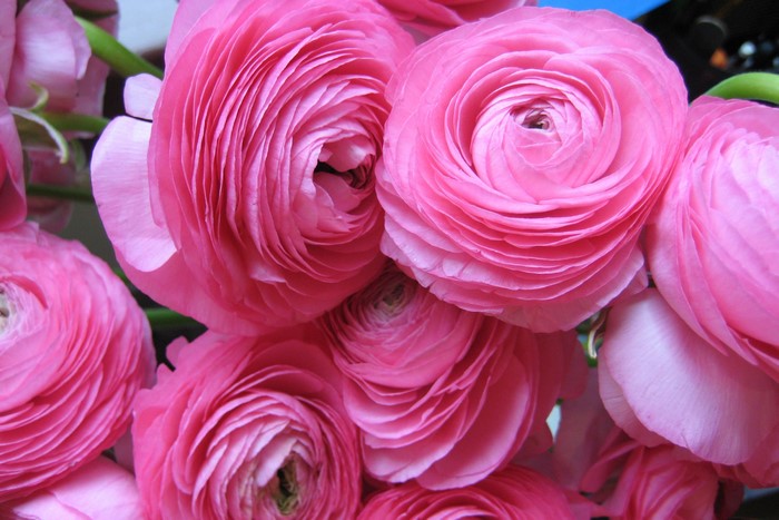 Pink Ranunculus Flowers Close-up