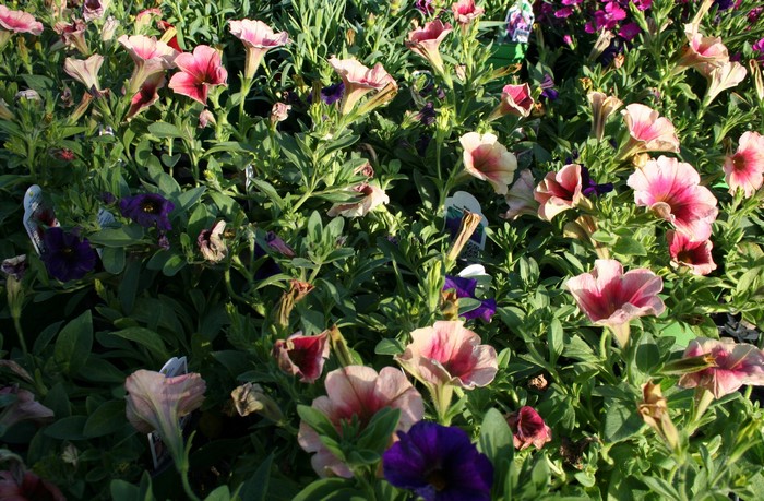 A bed of pink and purple petunias in bloom
