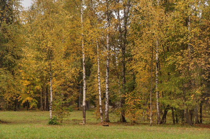 Autumn trees in Gatchina Palace park, Russia